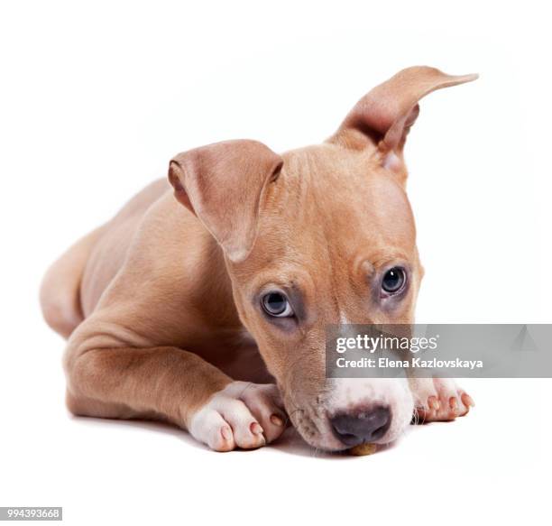 american pit bull terrier puppy isolated on white - american pit bull terrier stock-fotos und bilder