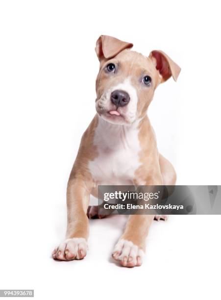 american pit bull terrier puppy isolated on white - american pit bull terrier stock pictures, royalty-free photos & images