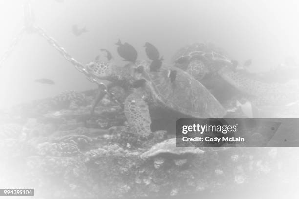 Drippy Turtle 110 Dripping Turtle Stock Photos, High-Res Pictures, and Images - Getty ...