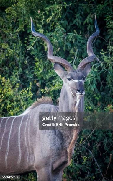 kudu - greater kudu stock pictures, royalty-free photos & images