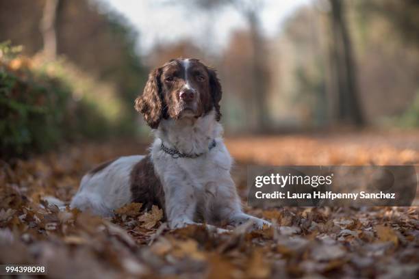 basil in fall colours - english springer spaniel - fotografias e filmes do acervo