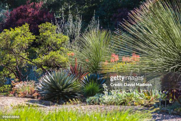 drought tolerant garden - succulent plant stock pictures, royalty-free photos & images