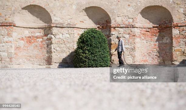 July 2018, Germany, Hanover: Gardener Elsa waters a boxwood in the blazing sun at the Herrenhausen Gardens. The gardeners fight against the...