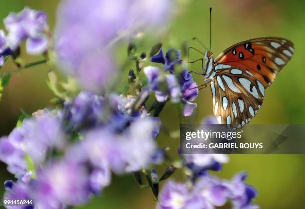 Butterfly sits atop a flower in Los Angeles, California, July 9, 2008. AFP PHOTO / GABRIEL BOUYS