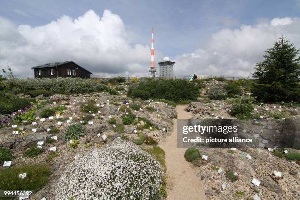 June 2018, Germany, Brocken: With the Brocken Garden the popular tourism network 'Gartentraeume', now, grows to 50 historic parks and gardens. Photo:...