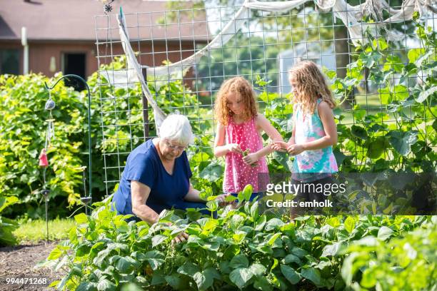 oma picking groene bonen met kleinkinderen in tuin op boerderij - green bean stockfoto's en -beelden