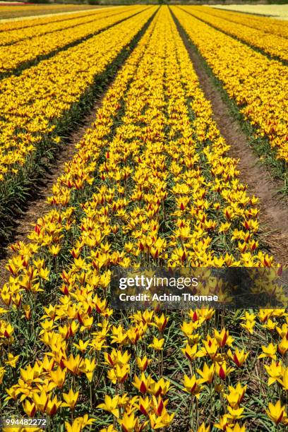 blooming tulip field, the netherlands, europe - achim thomae fotografías e imágenes de stock