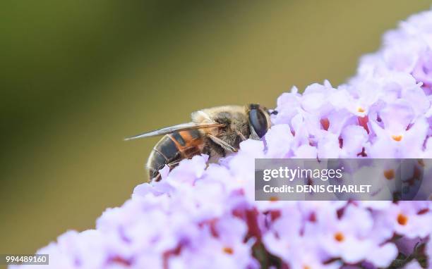 Picture taken on July 8, 2018 in Locon near Lille, shows a bee on a flower.