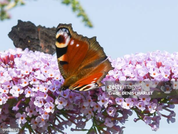 Picture taken on July 8, 2018 in Lille shows an Aglais io butterfly.