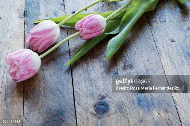 close-up of three tulips flowers on rustic wooden background. selective focus and copy space. - rz fotografías e imágenes de stock