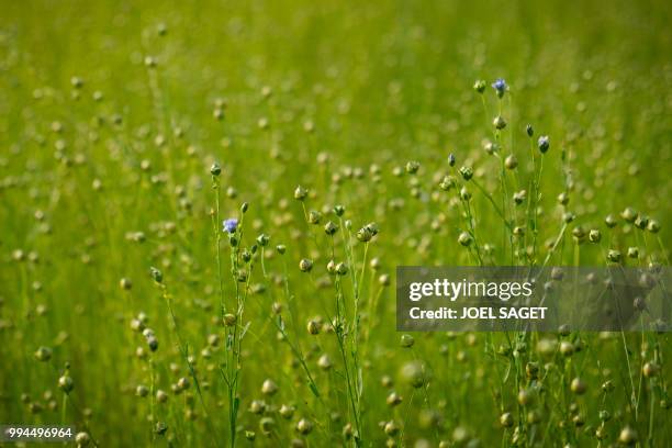 Picture taken in Saint-Philbert-sur-Risle, on July 08, 2018 shows a view of a flax field.