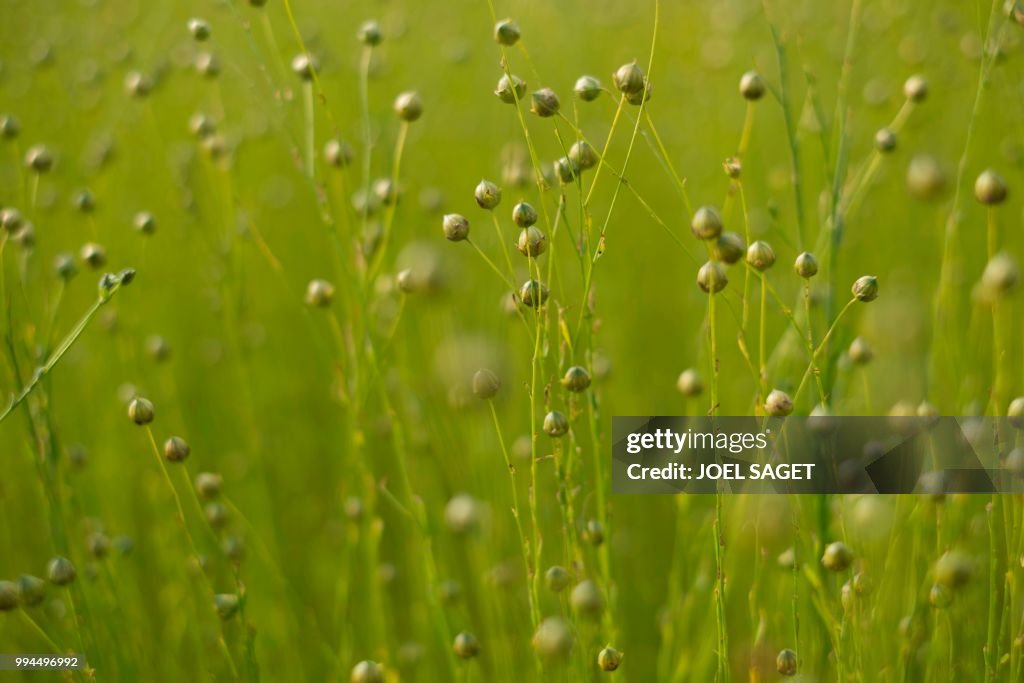 FRANCE-AGRICULTURE-FLAX