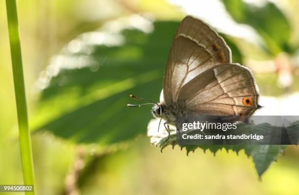 a back lite purple hairstreak butterfly (favonius quercus) perching on a leaf in woodland. - hertford hertfordshire stockfoto's en -beelden