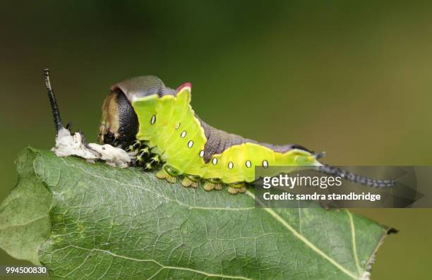 a puss moth caterpillar (cerura vinulais) resting on an aspen tree leaf (populus tremula) in woodland just after it has shed its skin. - hertford hertfordshire fotografías e imágenes de stock
