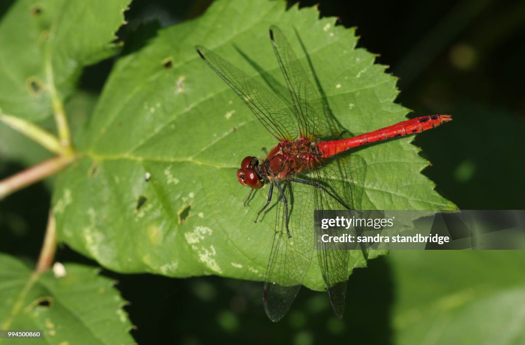A beautiful Ruddy Darter Dragonfly (Sympetrum sanguineum) perching on a leaf.