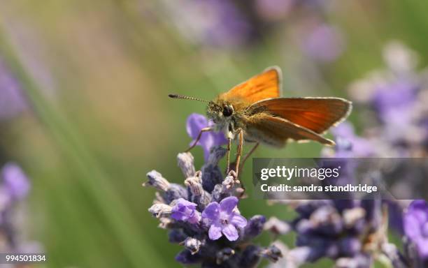 a beautiful small skipper butterfly (thymelicus sylvestris) nectaring on a pretty lavender flower. - 吻 ストックフォトと画像