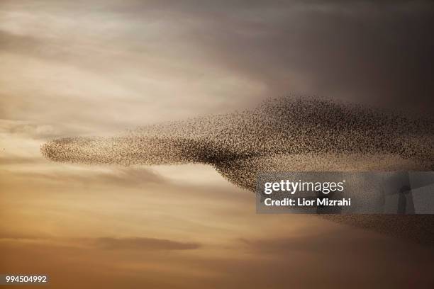 a flock of starlings fly during the sunset - flock stock pictures, royalty-free photos & images