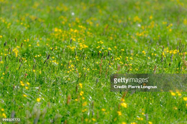 selective focus and close up on meadow filled with dandelion flowers and flowering grass that may cause allergies to some - close up gras stock-fotos und bilder
