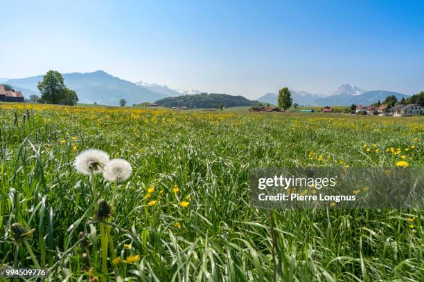 close up on meadow filled with dandelion flowers and flowering grass that may cause allergies to some. gruyere valley and swiss alps in the backdrop - close up gras stock-fotos und bilder