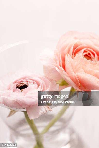 ranunculus flowers - weide stock pictures, royalty-free photos & images