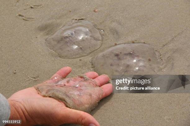 July 2018, Germany, Wangerooge: A man holds a washed up jellyfish on his hand, other ones lie on the beach. Photo: Peter Kuchenbuch-Hanken/dpa