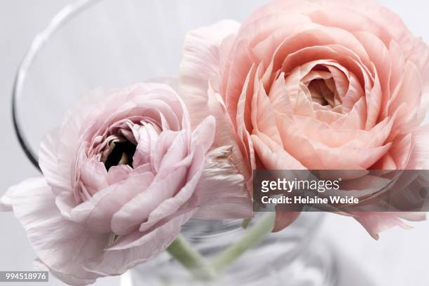 ranunculus flowers - ranunculus bildbanksfoton och bilder