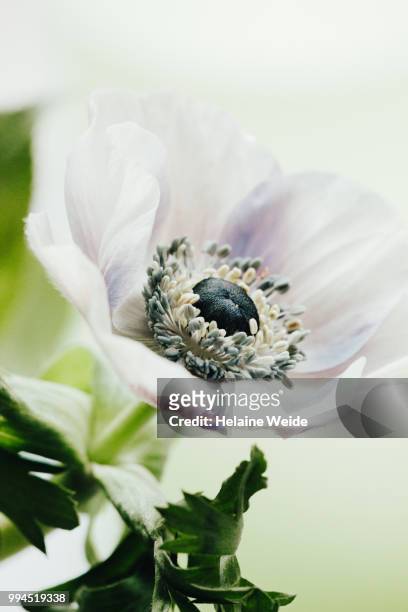 anemone flower - weide stock pictures, royalty-free photos & images