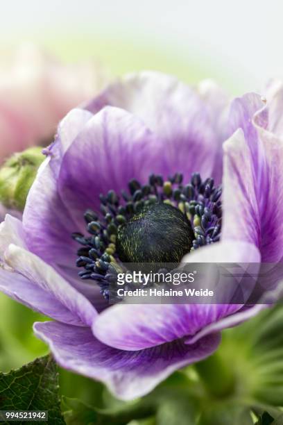 anemone flower close up - weide stock pictures, royalty-free photos & images