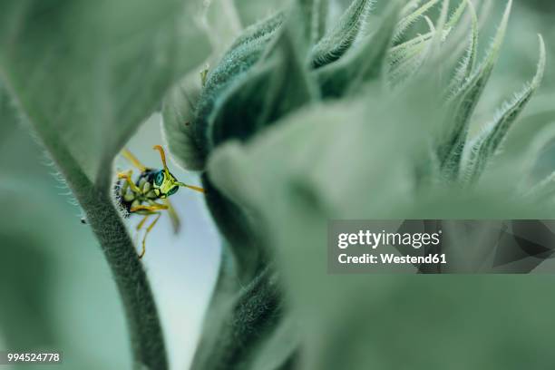 male paper wasp on sunflower leaf - feldwespe stock-fotos und bilder