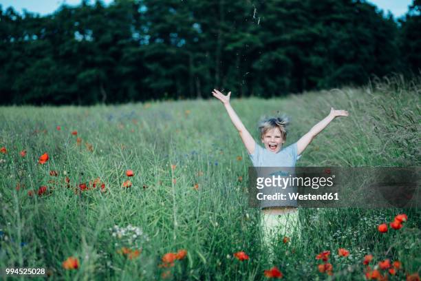 portrait of happy boy in poppy field - stehmohn stock-fotos und bilder