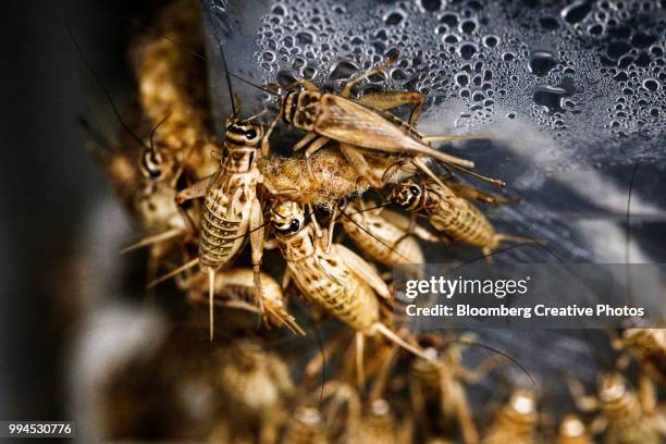 The Importance Of Crickets Feeding In A Lighting-Controlled Environment photo