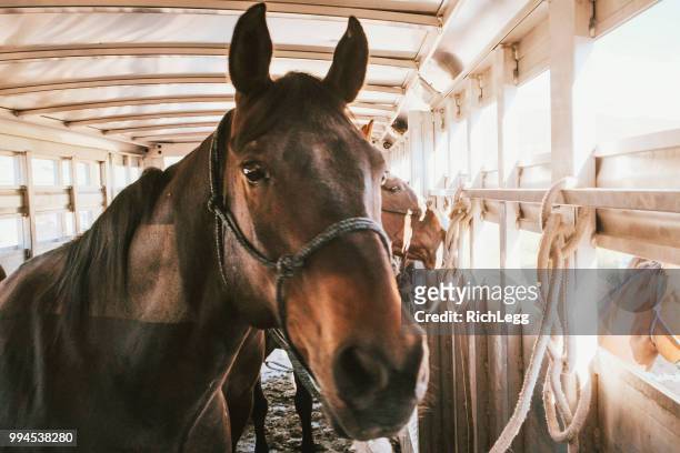 cavalli in rimorchio - vehicle trailer foto e immagini stock