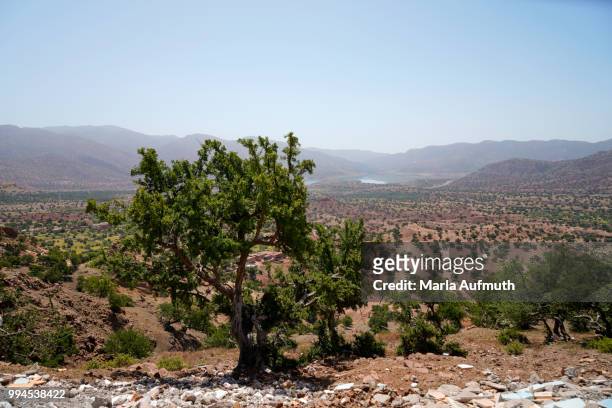 moroccan argan tree nut argania spinosa - anatomical substance imagens e fotografias de stock