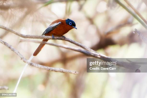 malagasy paradise flycatcher - eutrichomyias rowleyi stock pictures, royalty-free photos & images