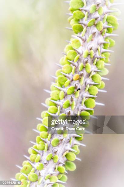 thorny octopus tree - toliara stock-fotos und bilder