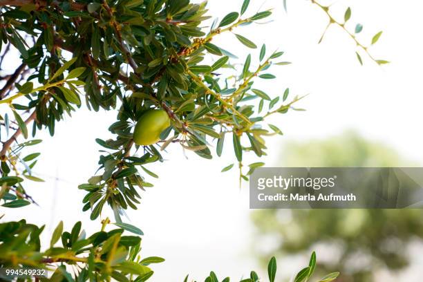 moroccan argan tree nut argania spinosa - argan photos et images de collection