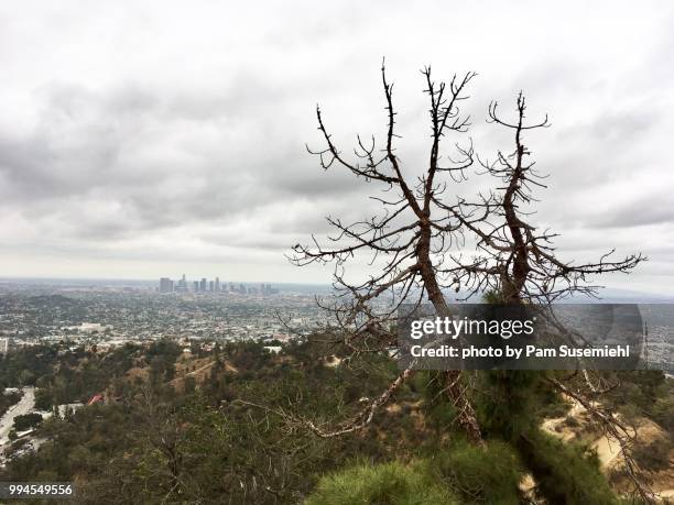 los angeles skyline from griffith park on overcast day - griffith park 個照片及圖片檔