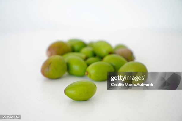 moroccan argan tree nut argania spinosa - argan stock-fotos und bilder