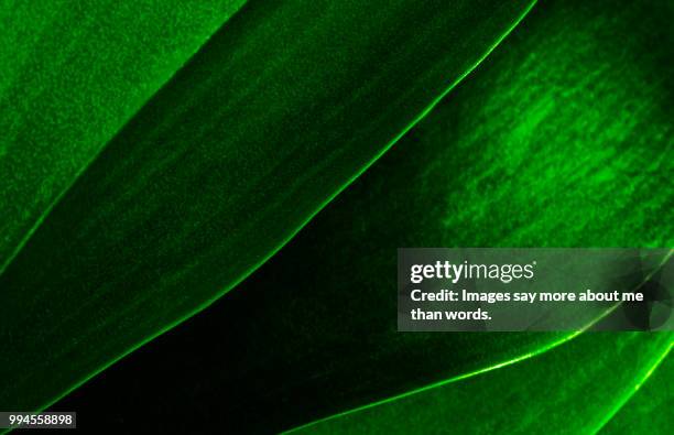 some orchid leaves make an interesting abstract. still life. - chloroplasten stock-fotos und bilder