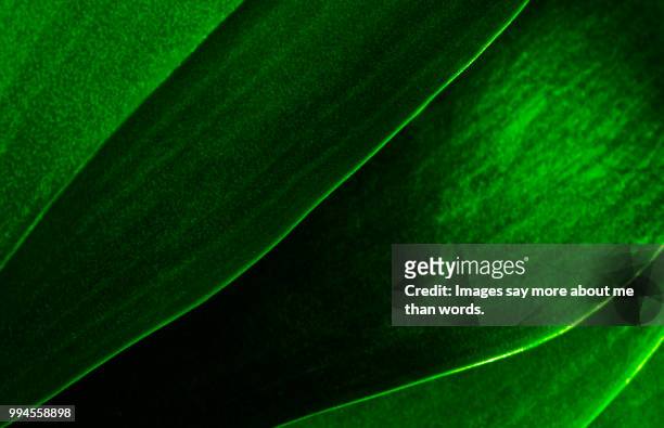 some orchid leaves make an interesting abstract. still life. - chloroplast stock pictures, royalty-free photos & images