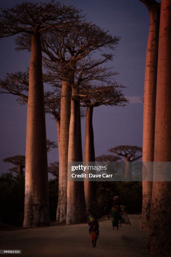 Dusk at the Avenue de Baobobs