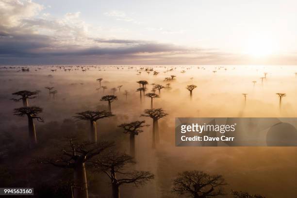 baobab sunrise - baobab tree stock-fotos und bilder