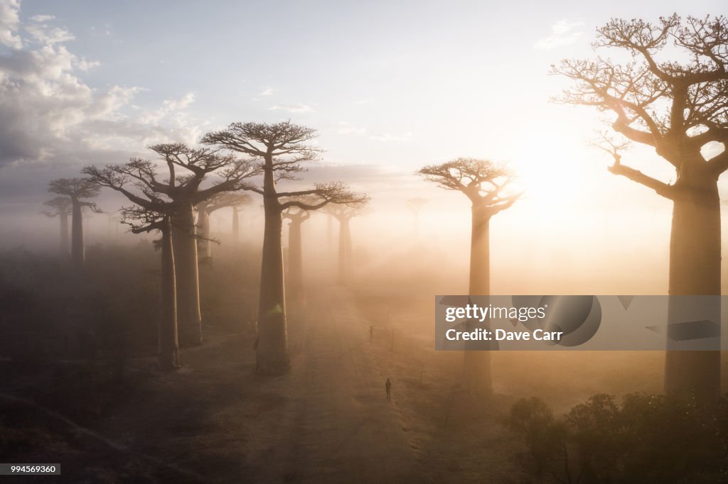 Sunrise at the Avenue de Baobabs