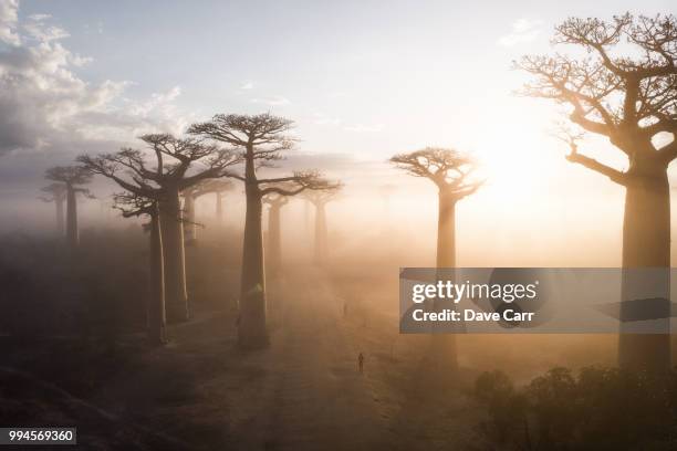 sunrise at the avenue de baobabs - africa landscape stock pictures, royalty-free photos & images