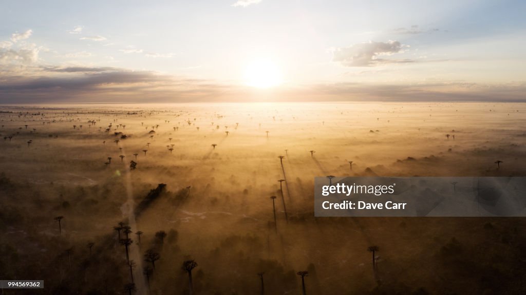 Baobab sunrise