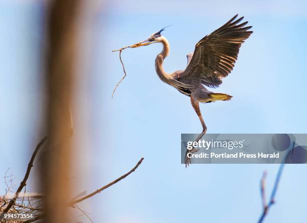 An adult great blue heron gets ready to land, while clutching a stick in its bill, in a central Maine rookery. The location, one of the locations...