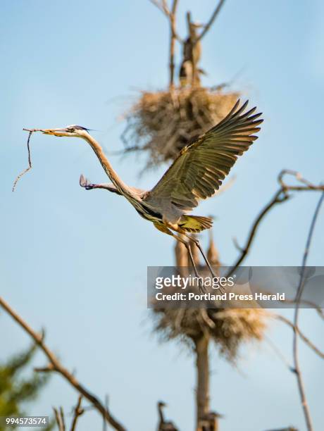An adult great blue heron gets ready to land, while clutching a stick in its bill, in a central Maine rookery. The location, one of the locations...