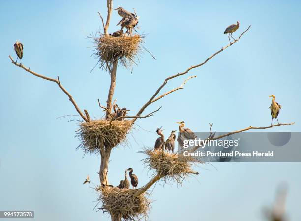 Nearly 20 great blue herons occupy one tree, in four visible nests, in a central Maine rookery. The location, one of the colonies being watched as...