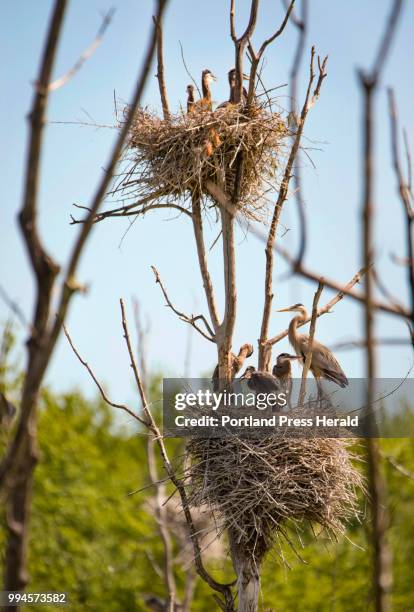 Two nests of great blur heron occupy one tree in a central Maine rookery. The location, one of the colonies being watched as part of now...