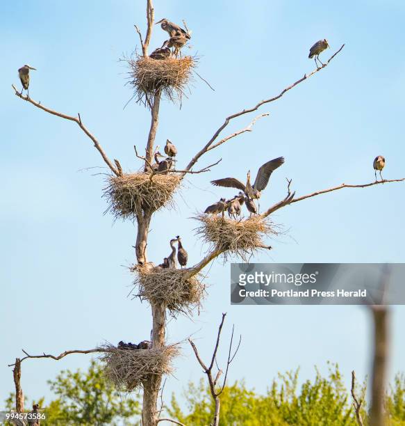 More than 20 great blue herons occupy one tree, in five visible nests, in a central Maine rookery. The location, one of the colonies being watched as...